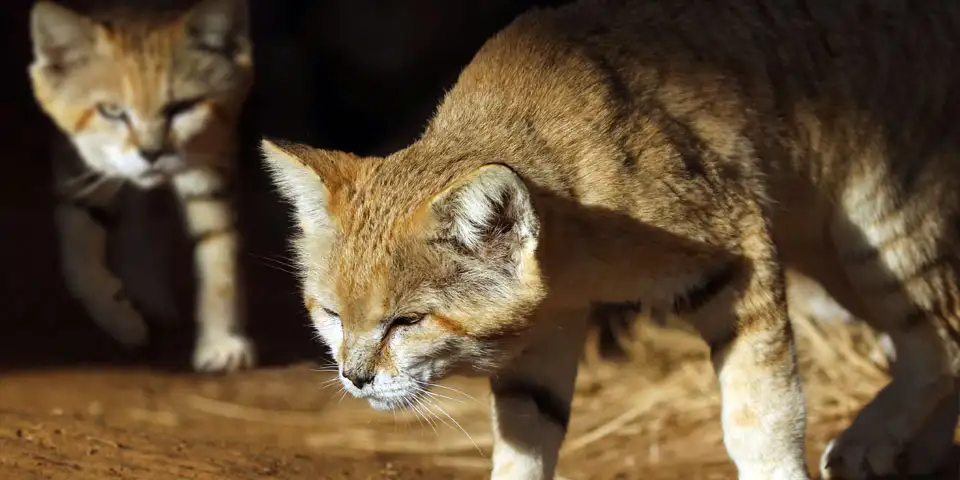 Wildlife Spotting on a Liwa Safari: What You Might See at Night